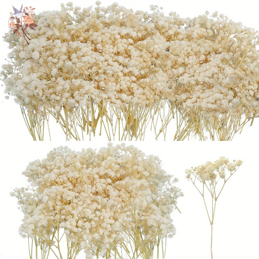 Mini Gedroogde Gypsophila Bloe - Candle Making Uk recensie en prijs